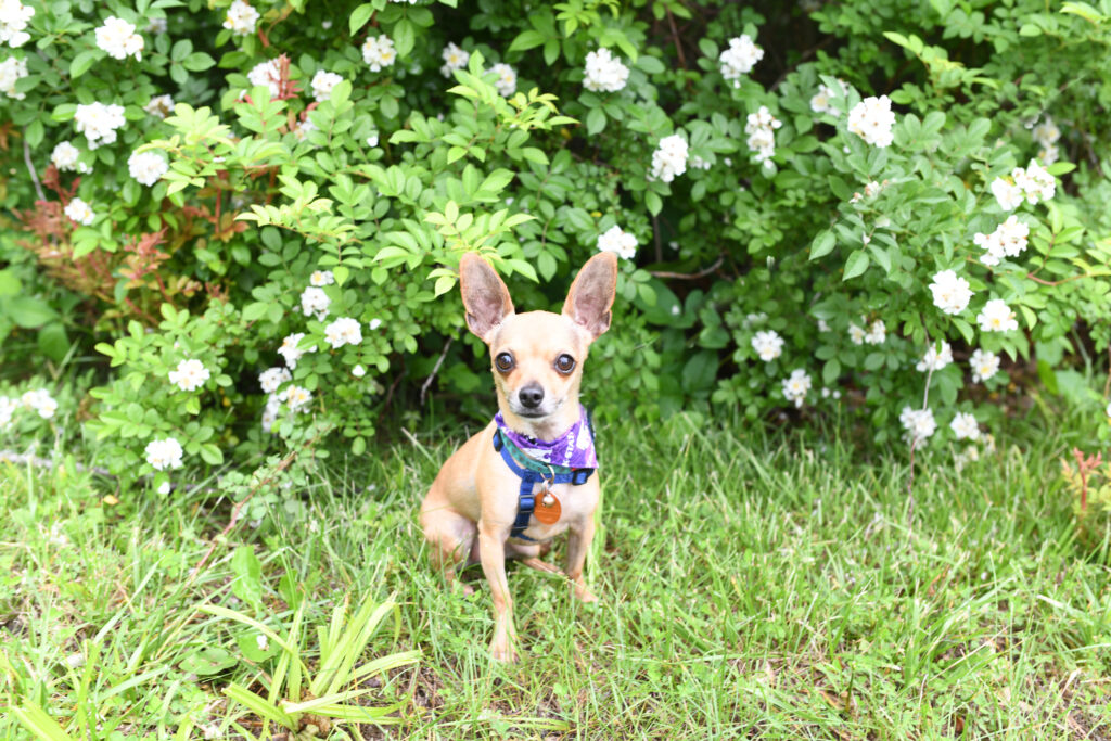 preparing-for-a-pet-photo-session-fixyourimages
