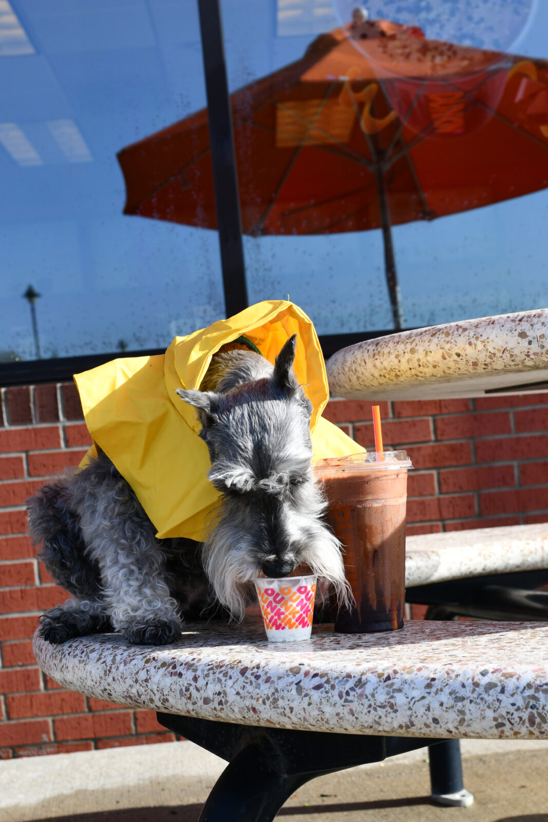 Pup Cups at Local Coffee Shops Starbucks, Dunkin, Dutch Bros Kansas City Dog and Pet