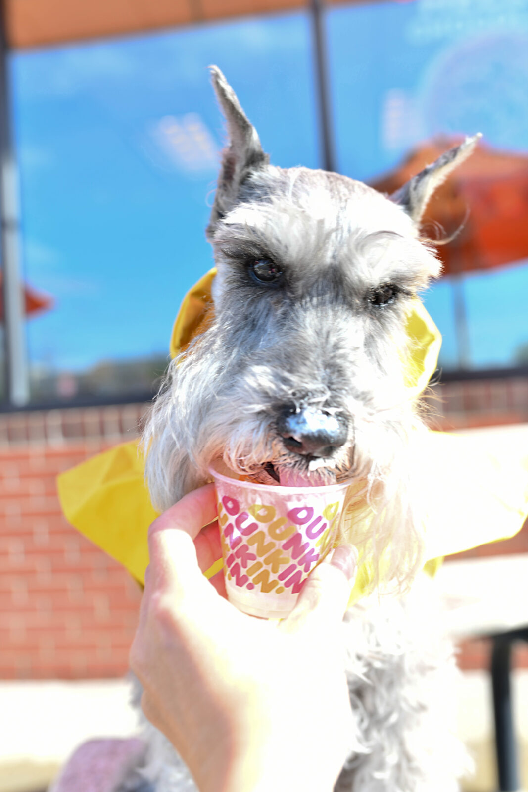 Pup Cups at Local Coffee Shops Starbucks, Dunkin, Dutch Bros Kansas City Dog and Pet