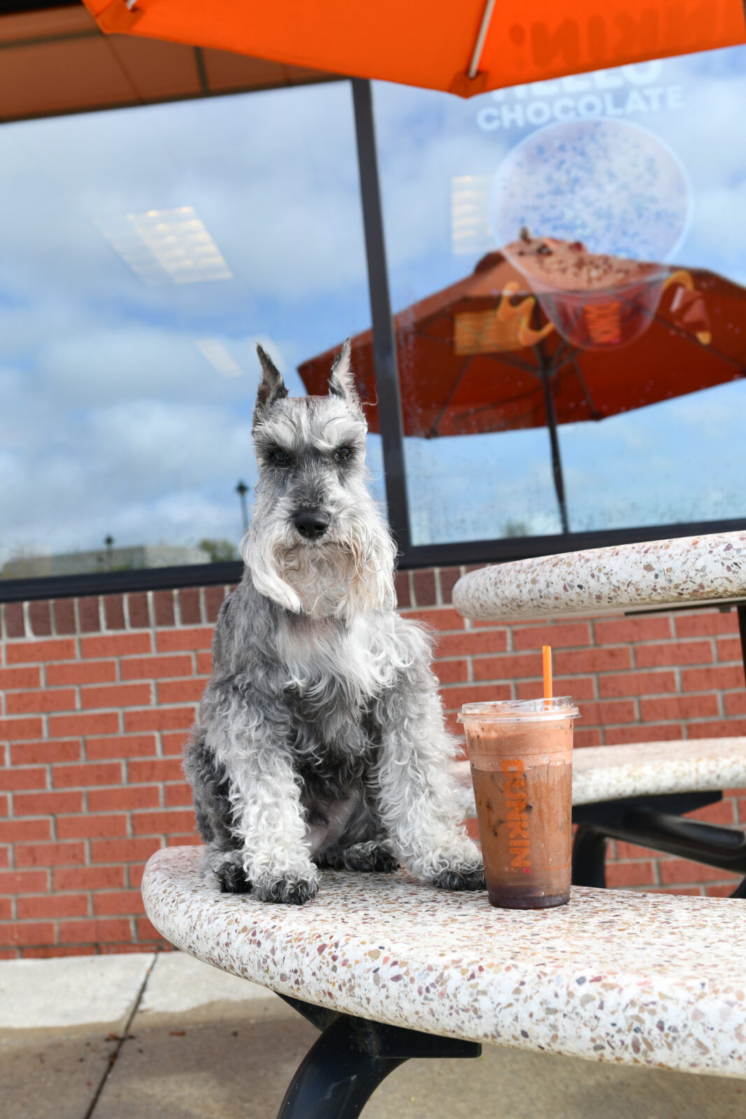 Pup Cups at Local Coffee Shops Starbucks, Dunkin, Dutch Bros Kansas City Dog and Pet